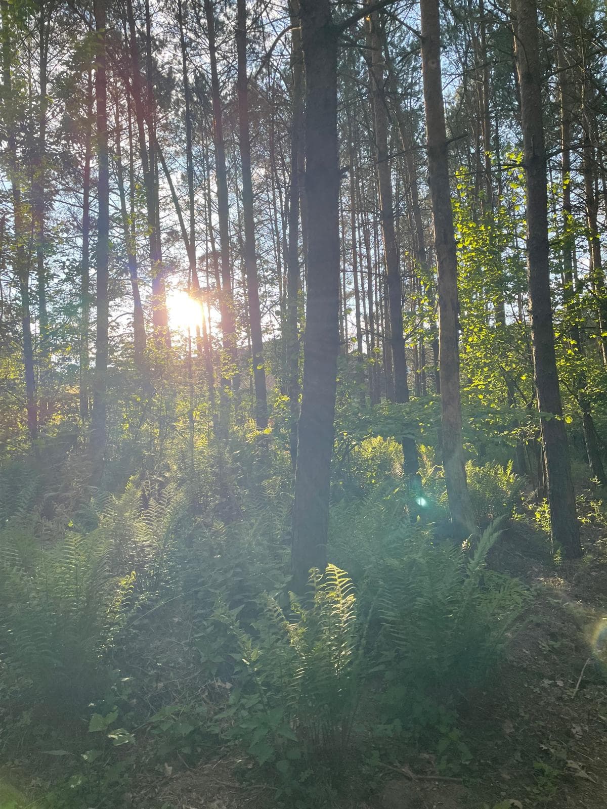 Zachodzące słońce prześwitujące przez pnie sosen