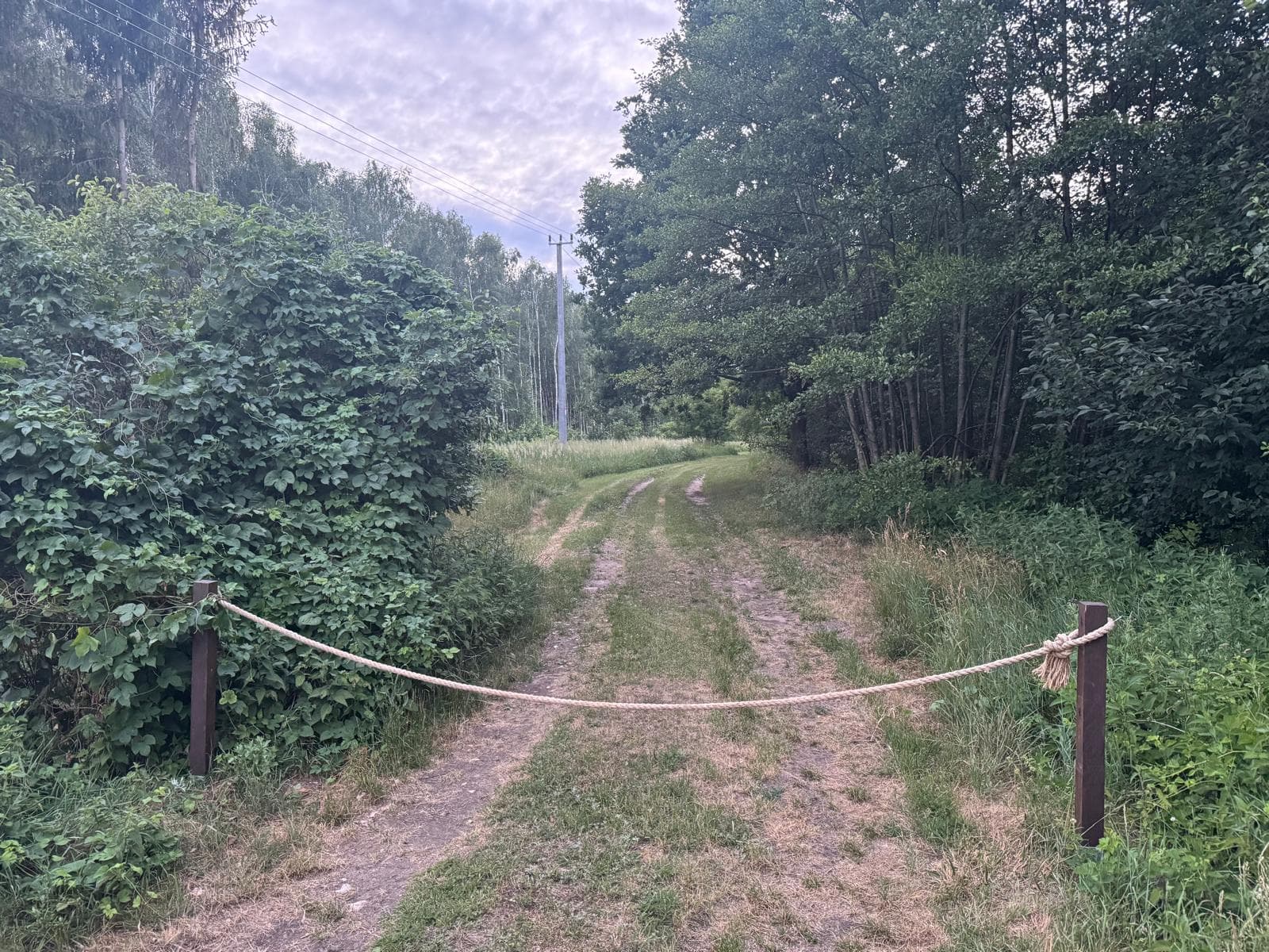 Leśny dojazd na teren glampingu o zmierzchu