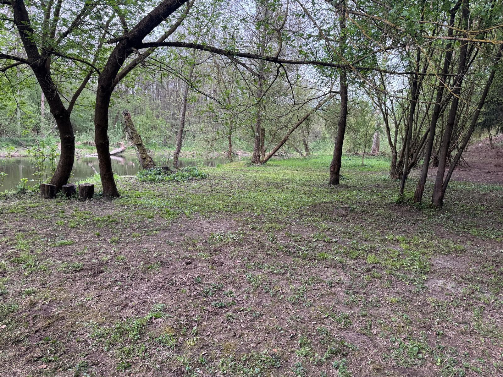 Leśna polana nad Drwęcą z miejscem na odpoczynek