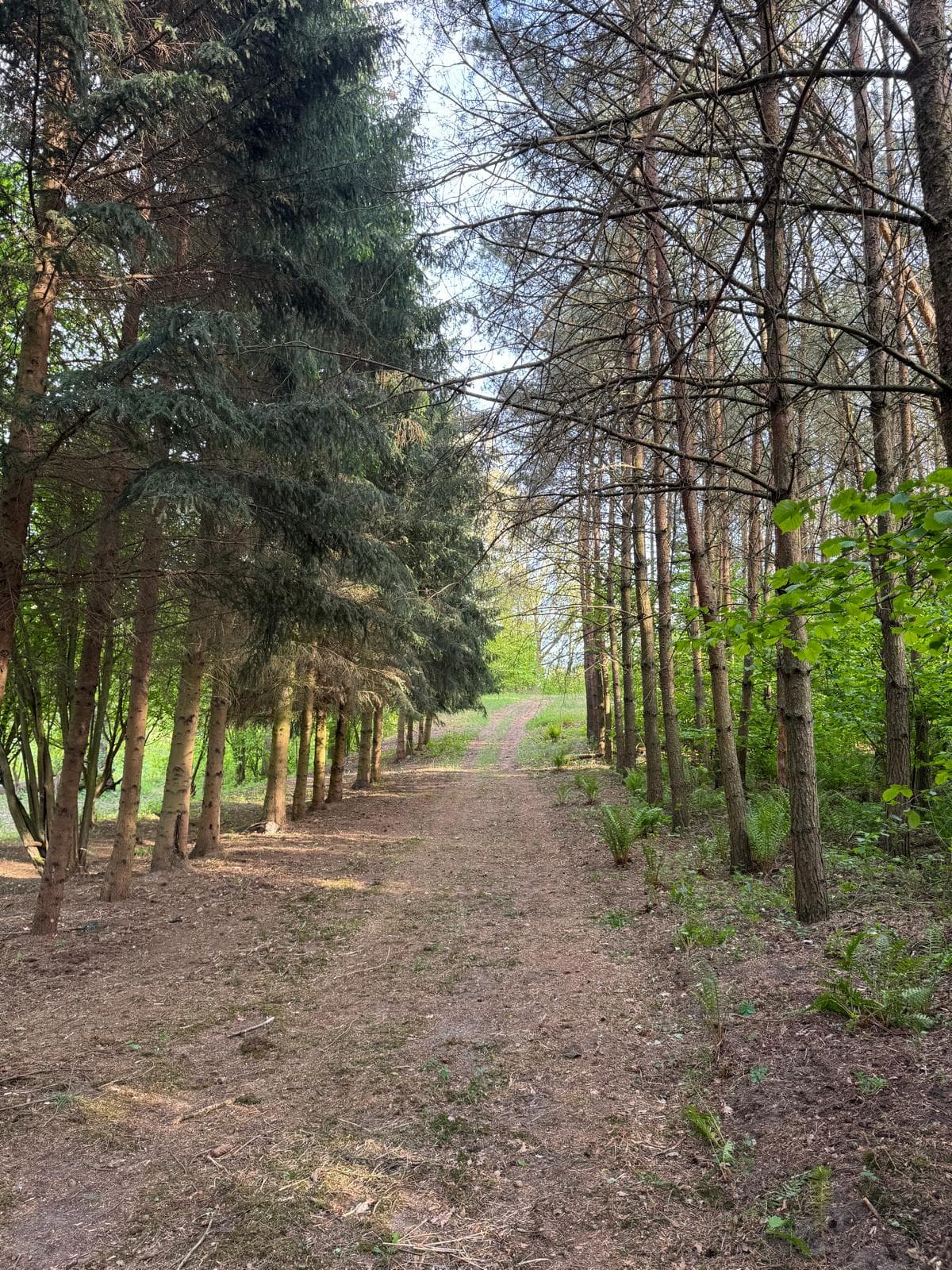 Aleja sosen prowadząca wzdłuż brzegu rzeki