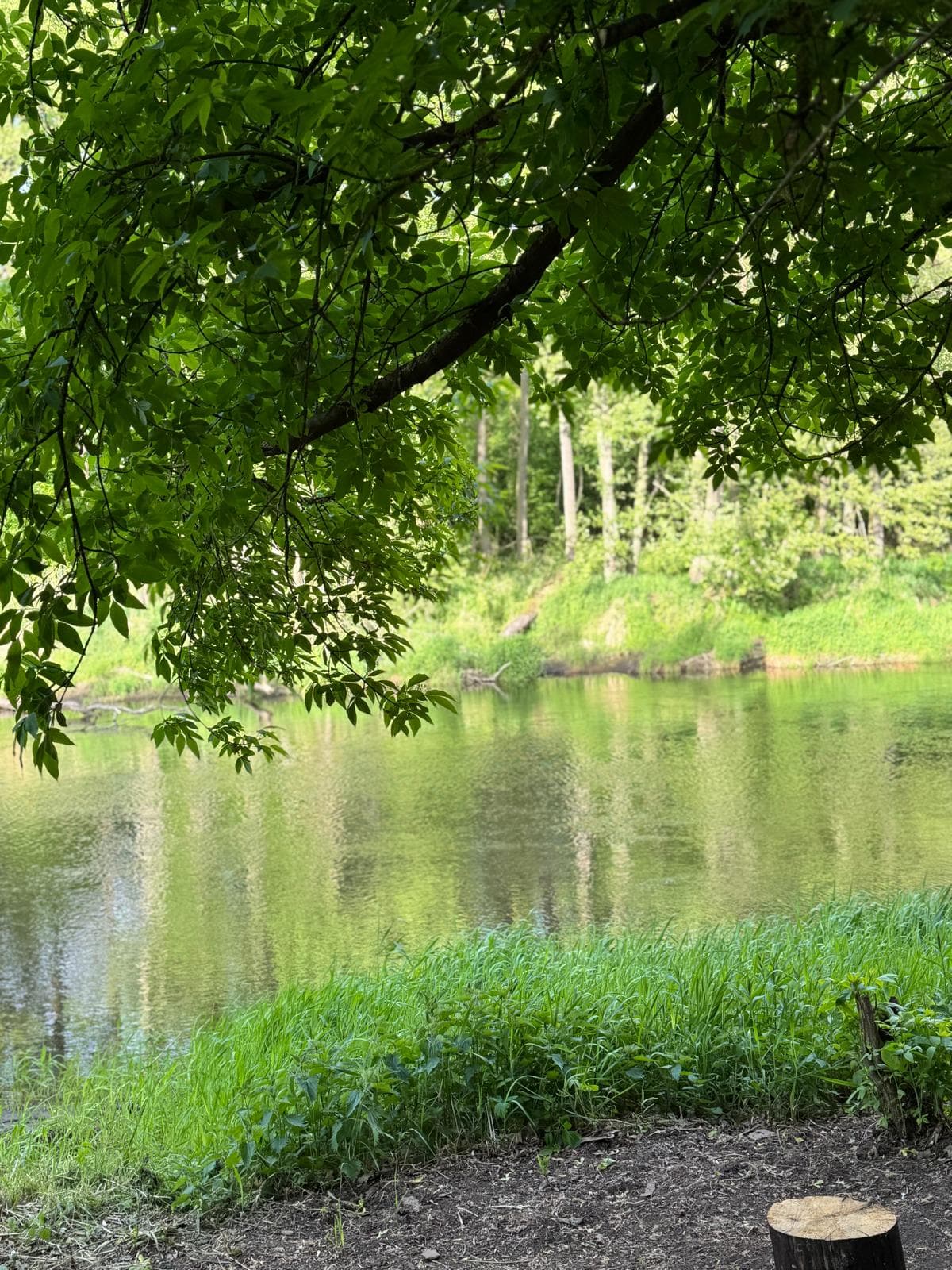 Widok na rzekę spod korony drzewa