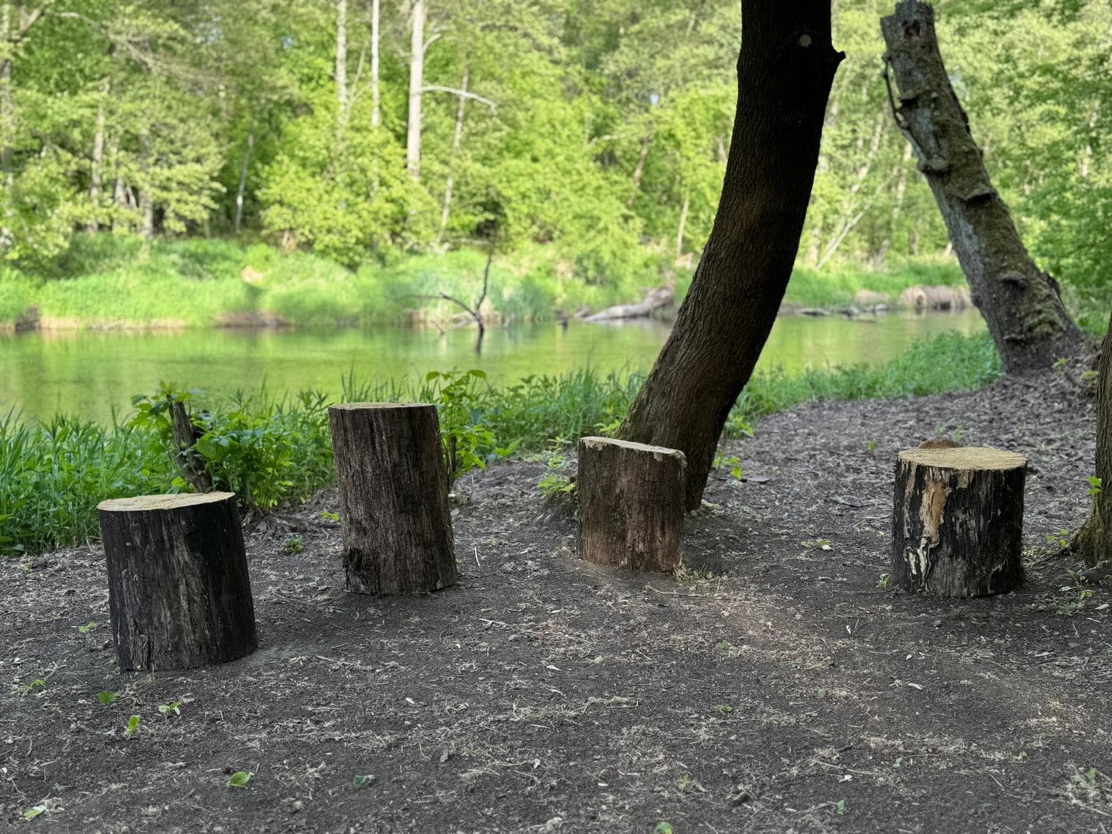 Cztery pieńki ułożone jako miejsce spotkań nad wodą