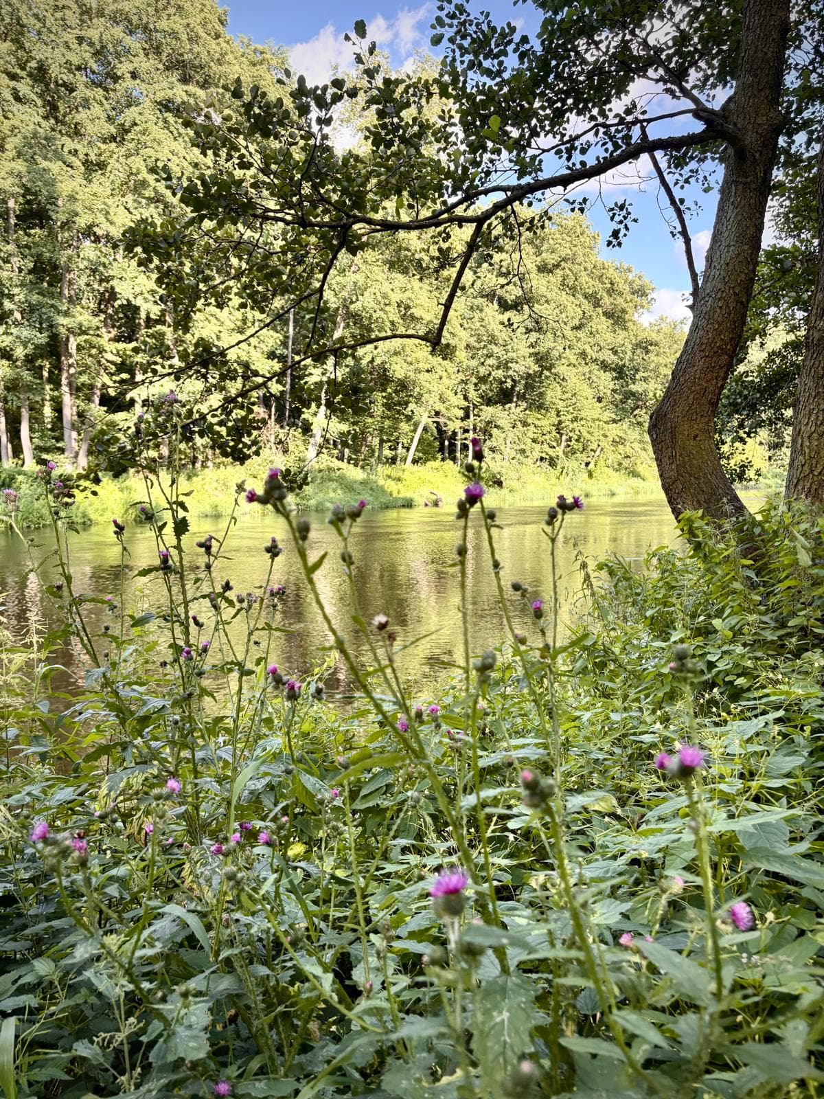 Kwitnący ostrożeń nad brzegiem Drwęcy w otoczeniu zieleni