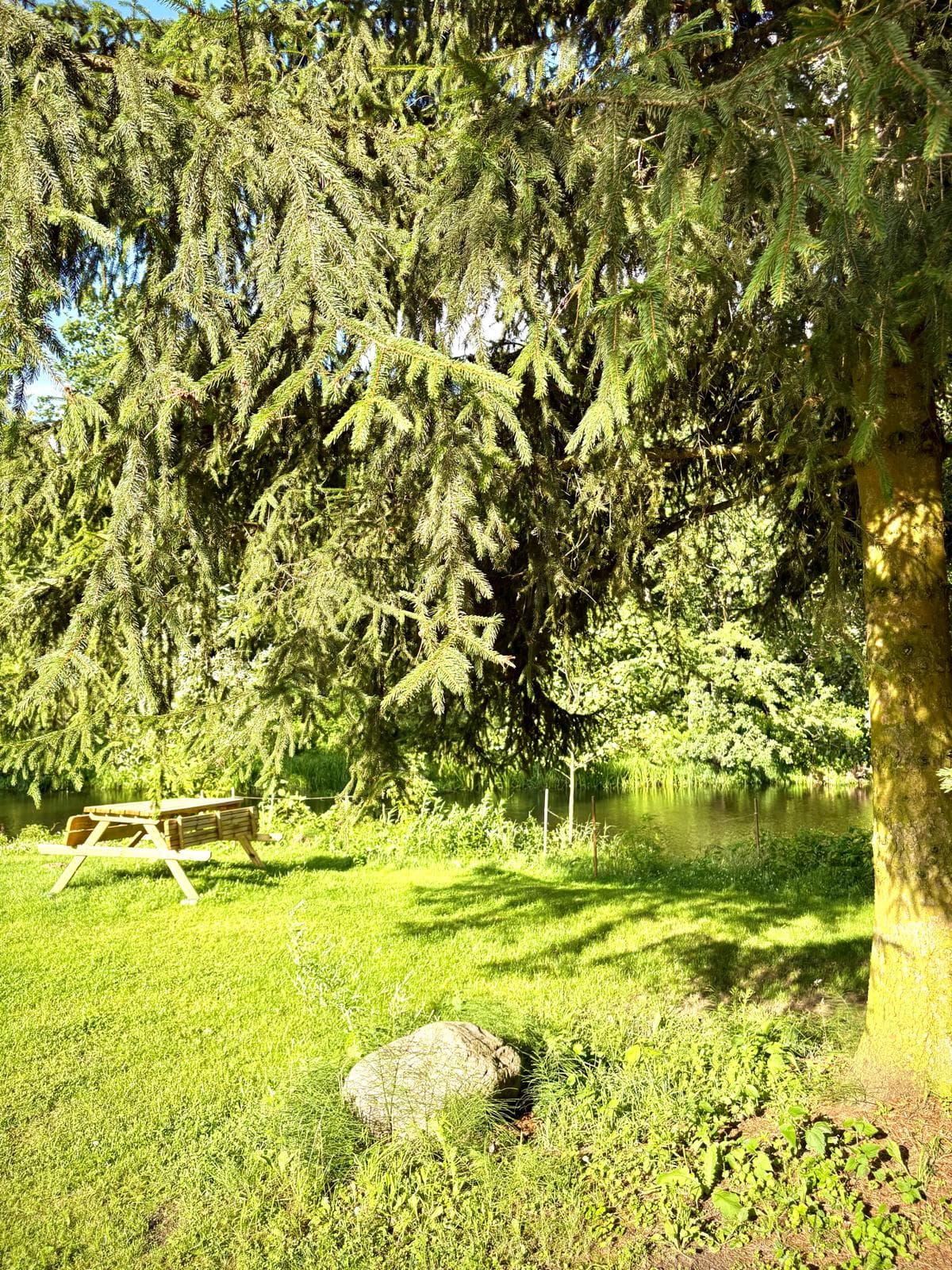 Stolik piknikowy nad rzeką w cieniu okazałego świerku